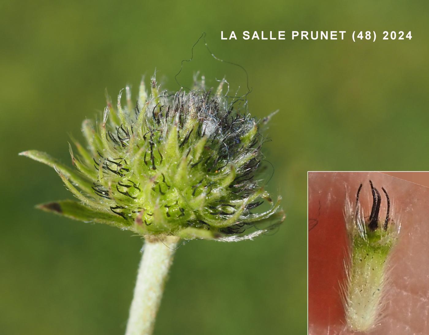 Scabious, Devils-bit fruit